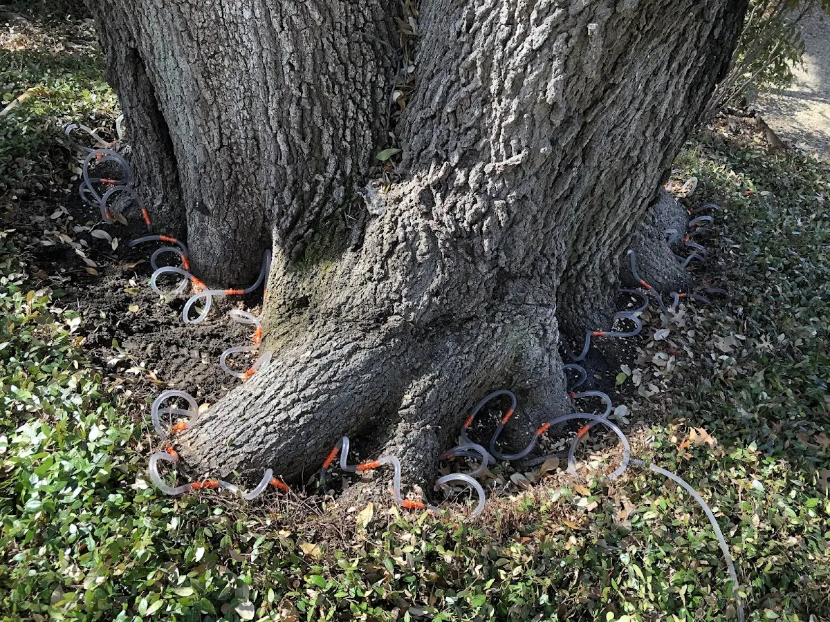 Detailed Tree Cabling and Bracing job site in Roark