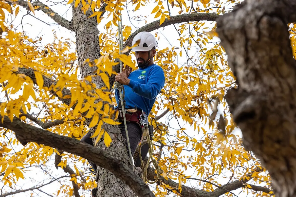 Skilled Emergency Tree Service crew working in Roark